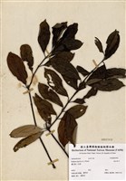 藏品(羊角藤)的圖片